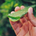 Ayurvedic Solutions for Knee Joint Pain: A Holistic Approach to Alleviating Stiffness and Swelling